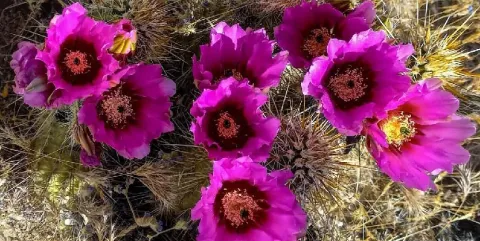 Hedgehog in bloom - cactus flowers
