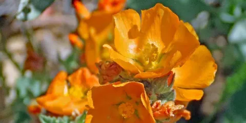 Desert poppies